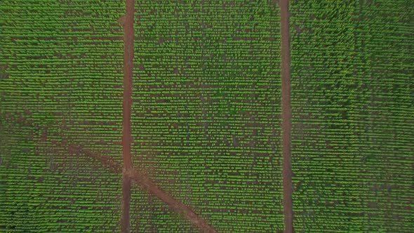 4K Top view on agriculture field with blooming sunflowers