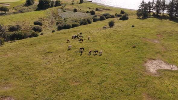 Drone Rising Over Horses Grazing In Meadow