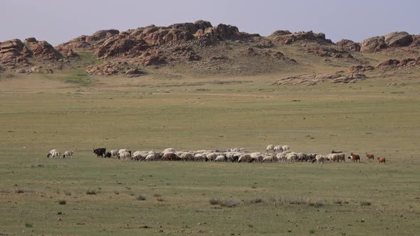 Herd of Sheep and Goats Grazing on Meadow