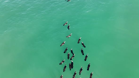 A flock of Wild Ducks swims in the Sea aerial view 4 K