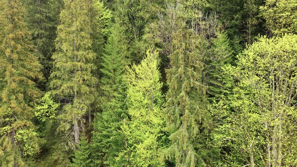 Ukraine, Carpathians: Forest Landscape. Aerial View