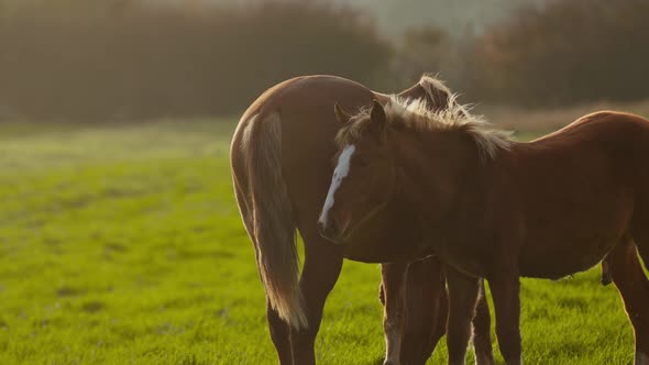General Shot of the Silhouettes of Brown Horses Grazing in Green Meadow in Rays of Dawn Yellow Sun