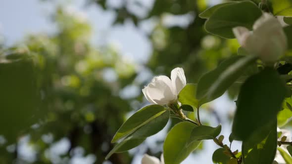 Daily scene of Cydonia oblonga spring flowers slow-mo 1920X1080 HD footage - Slow motion quince tree