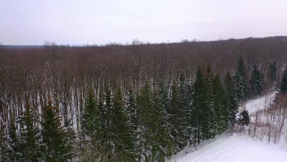 Winter forest from above. Aerial view of winter forest covered in snow