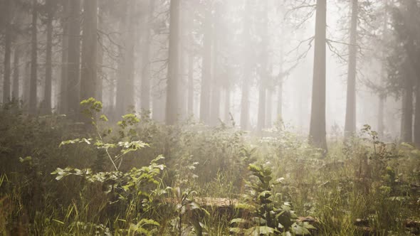 Sunbeams in Natural Spruce Forest