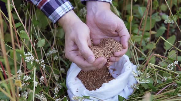 An agronomist in a buckwheat field with a bag of buckwheat in his hands.