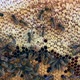 Flying Bees Collect Honey on a Private Apiary - VideoHive Item for Sale