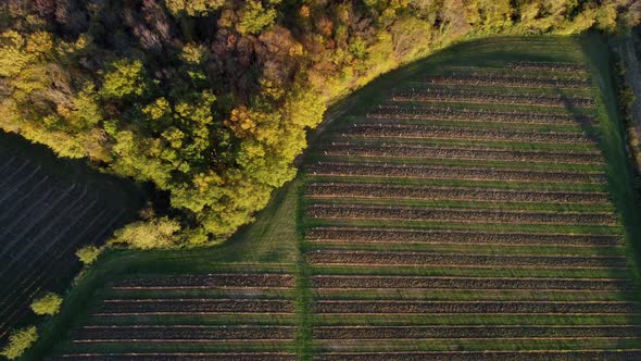 Aerial view bordeaux vineyard in autumn, landscape vineyard 