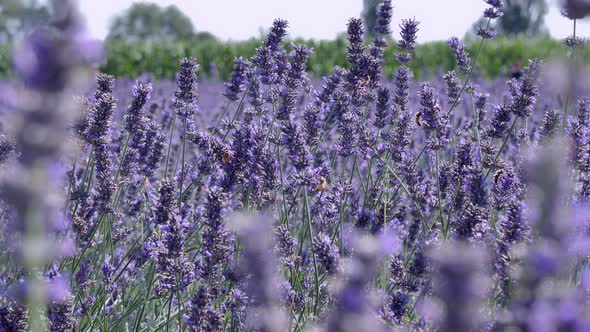 Bees in the Lavender Field