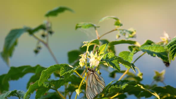 Black Veined White Butterfly