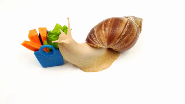 Funny Achatina Snail Eats Cabbage From the Trough on a White Background