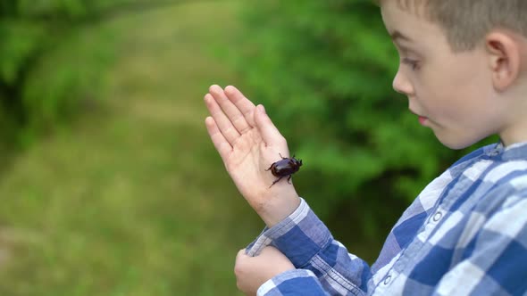 A Rhinoceros Beetle Runs on Boy Hand