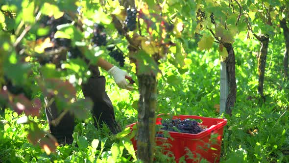 Farmer on the Field Cutting Grapes and Stacking