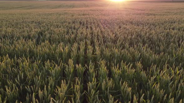 Wheat field, ripening ears of wheat, the glow of the bright evening sun, sunset.