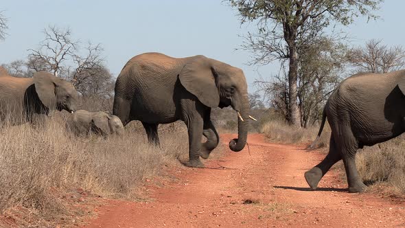 Elephants crossing a dirt road in Africa, single file in a line with adults and a calf, then some el