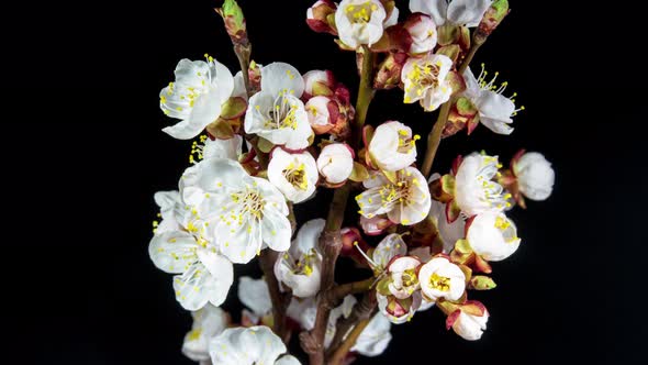 Apricot Opens Flowers in Time Lapse