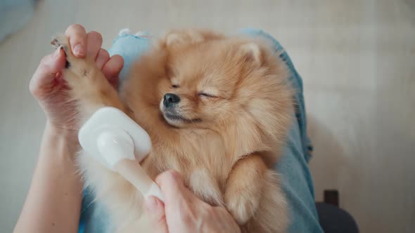 Pomeranian Falling Asleep While Grooming