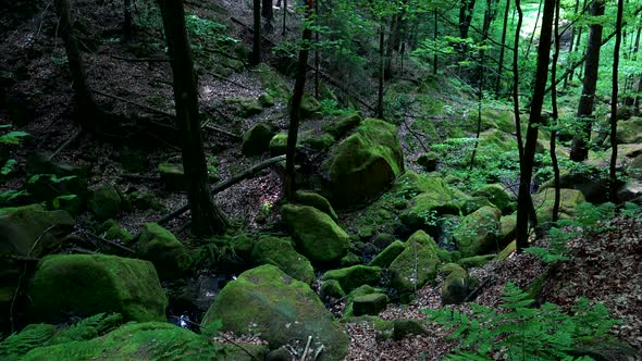 A Gloomy, Rocky Forest Area