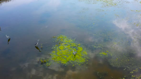 Herons Hunt On The Lake 