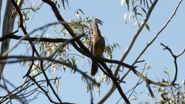 Singing Australian native Wattlebird on a gum tree. Perched on a branch along the Barwon River Geelo