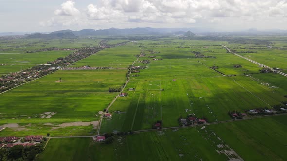 The Paddy Rice Fields of Kedah and Perlis, Malaysia