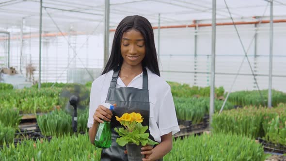 A Young AfricanAmerican Florist Holds Yellow Flowers in a Pot and Sprinkles Them with Water From a