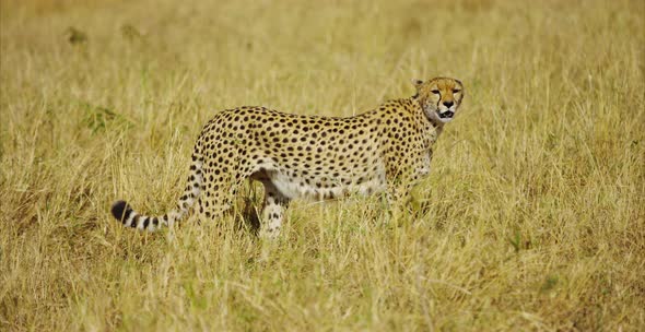 Cheetah walking in the savanna