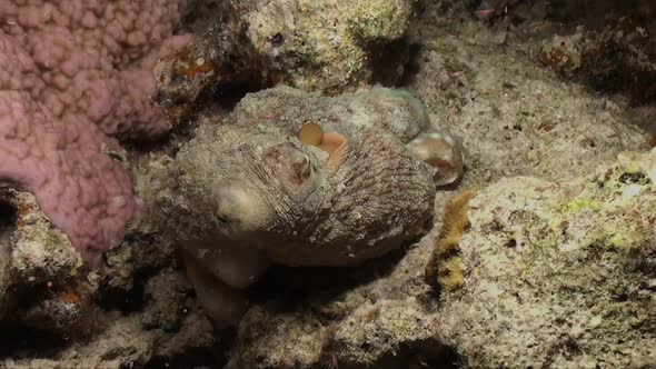 Octopus changing color while walking over coral reef at night