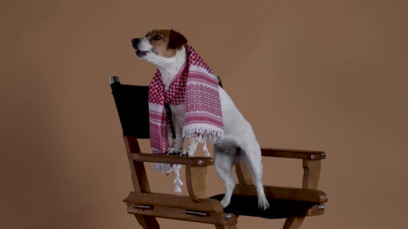 Jack Russell with a Scarf Around His Neck Sits on a Chair in the Studio on a Brown Background