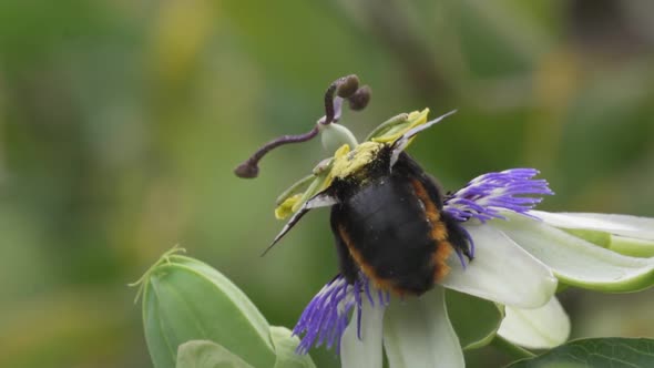 Close up of a yellow and black bumblebee with pollen on its back nectaring a blue crown passion flow