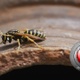 Wasp Over an Amphora - VideoHive Item for Sale