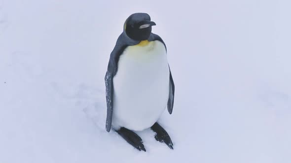 Antarctic King Penguin Wildlife Bird Close-up