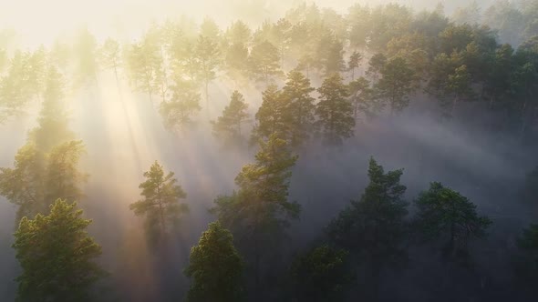 Amazing Aerial View of Pine Trees in the Morning Fog and Sun Rays Break Through the Magnificent