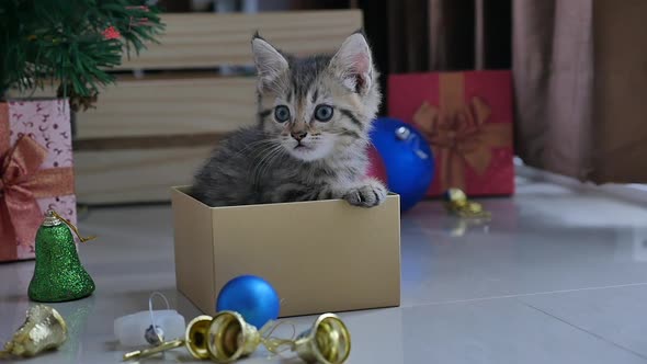 Cute Tabby Kitten Playing In A Gift Box With Christmas Decoration,Slow Motion