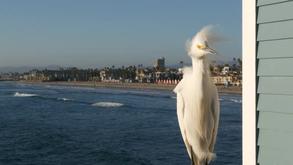 White Snowy Egret on Pier Railings California USA