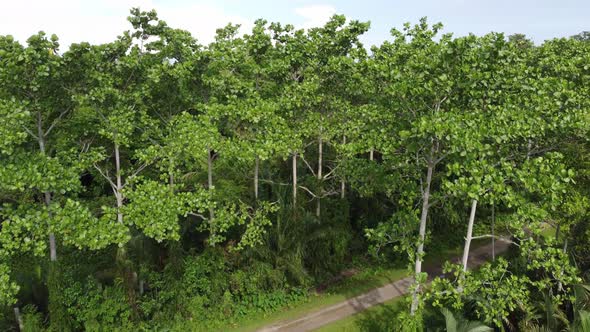 Aerial view Air Hitam Dalam Educational Forest