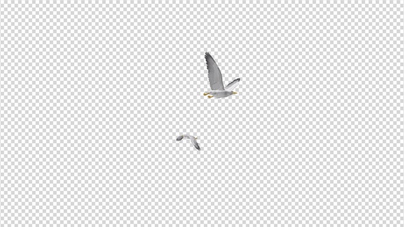 Sea Gulls - Two Birds - Flying Around - 4K Transparent Loop alt