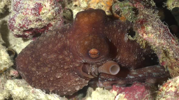 Close up of a starry night octopus breathing heavily during a night dive.