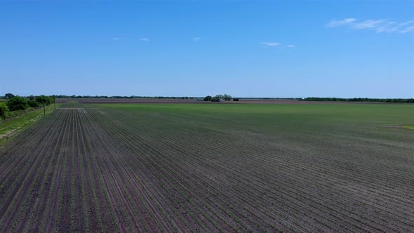 aerial view in Victoria Texas descending on crops