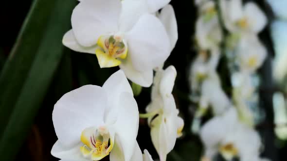 White Orchid On A Blurred Background 