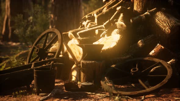 Preparation of Firewood for the Winter in Forest at Sunset