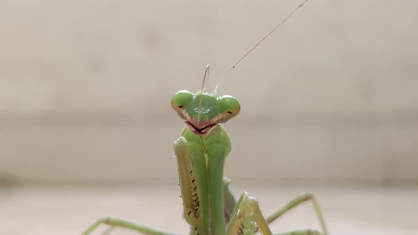 Praying Mantis cleans its antennae. Close up. 4k footage.