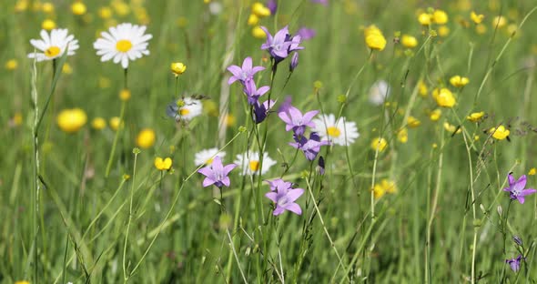 white marguerite flowers in meadow