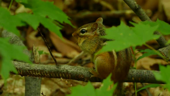 Chipmunk sitting peacefully on a branch in a shady wooded area. Locked off.