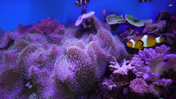 Beautiful nemo fish and coral in violet aquarium light
