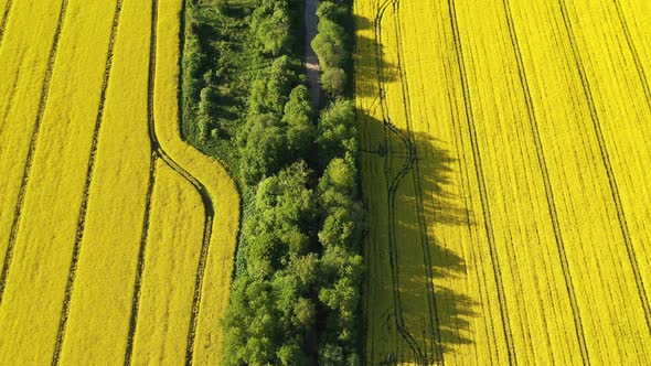 The road between the rapeseed fields in the summertime