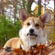 Corgi Dog in Autumn Park - VideoHive Item for Sale