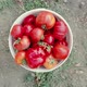 Woman putting fresh organic tomatoes into bucket in the garden on a sunny day - VideoHive Item for Sale