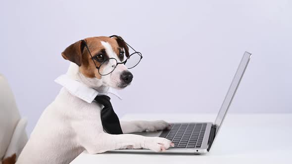 Jack Russell Terrier Dog in Glasses and Tie Works on Laptop on White Background