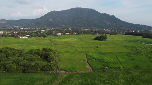 Green rice paddy field